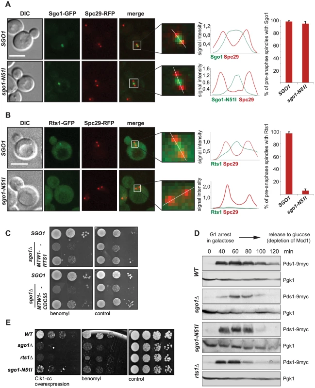 Sgo1-mediated PP2A recruitment to the centromere is essential for tension sensing.