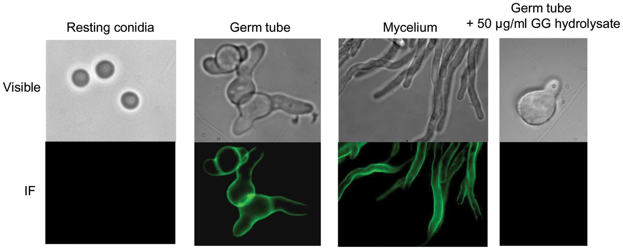 Detection of the galactosaminogalactan by immunofluorescence on resting, germinated conidia and on mycelium.