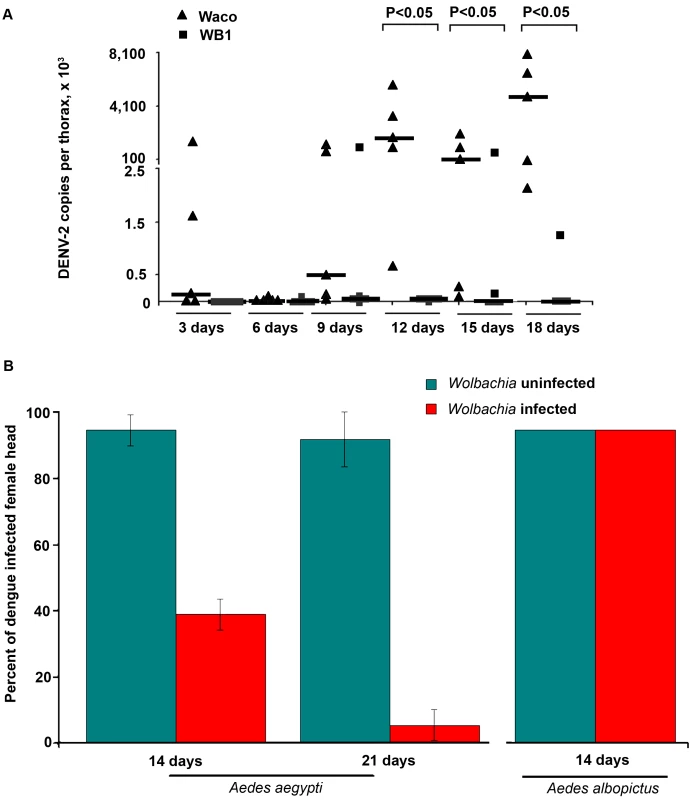 Inhibition of dengue dissemination to the mosquito thorax and head by <i>Wolbachia</i>.