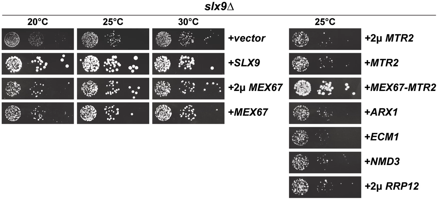 Over-expression of Mex67-Mtr2 rescues impaired growth of the <i>slx9</i>Δ mutant.