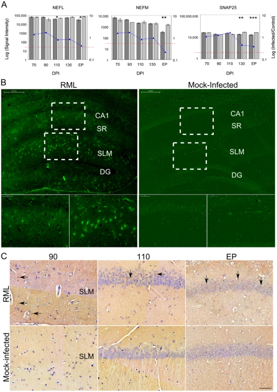 The overall neuronal architecture of the CA1 hippocampal region and the localization of PrP<sup>Res</sup> deposits during prion disease.