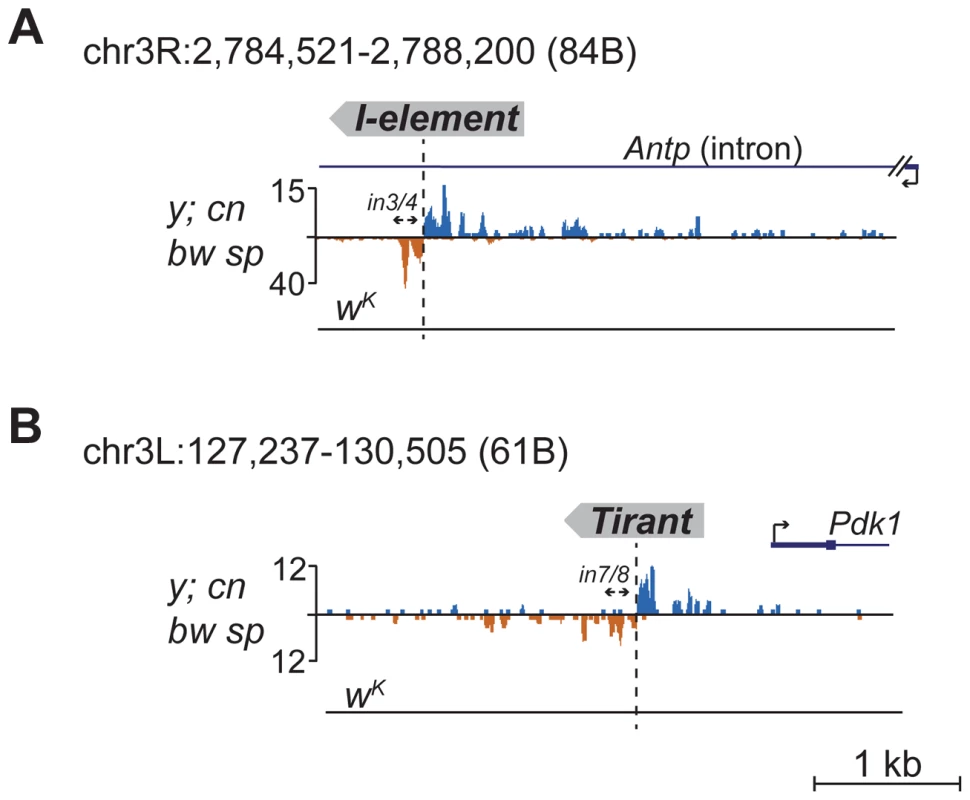 Detection of newly transposed TEs in the <i>y; cn bw sp</i> genome based on the piRNA profile.