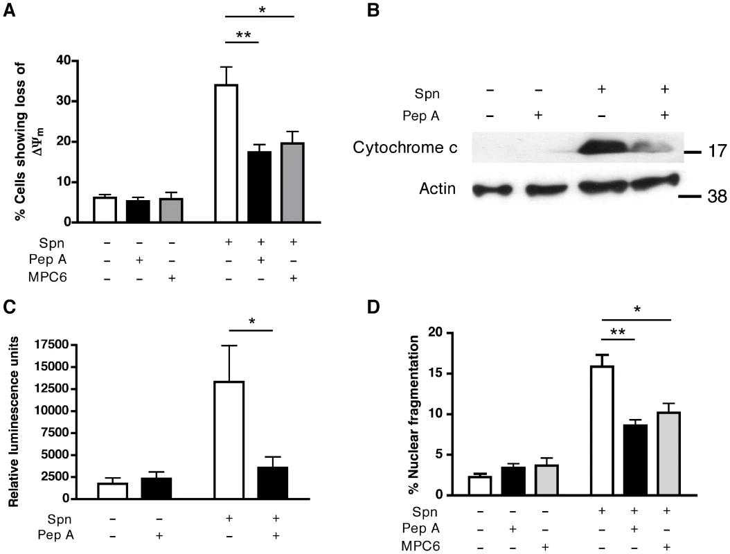 Cathepsin D activity contributes to apoptosis in the differentiated THP-1 cell line.