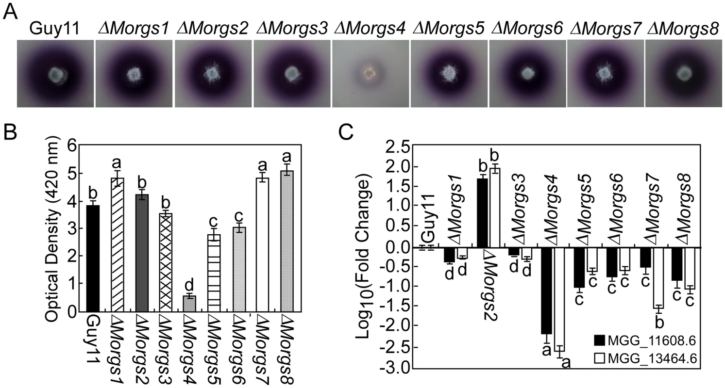 MoRgs4 has a role in the regulation of extracellular laccase activities.