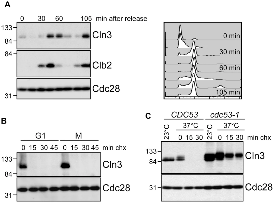 Cell cycle regulation of Cln3.