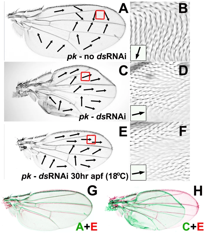Reduced <i>ds</i> expression can modify <i>pk<sup>pk</sup></i> hair polarity without affecting wing morphogenesis.