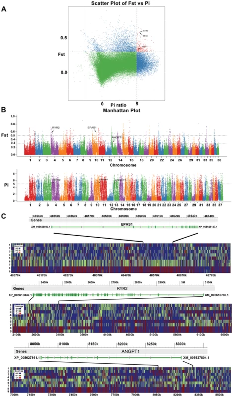 Genomic regions with strong selective sweep signals in Tibet wolves.