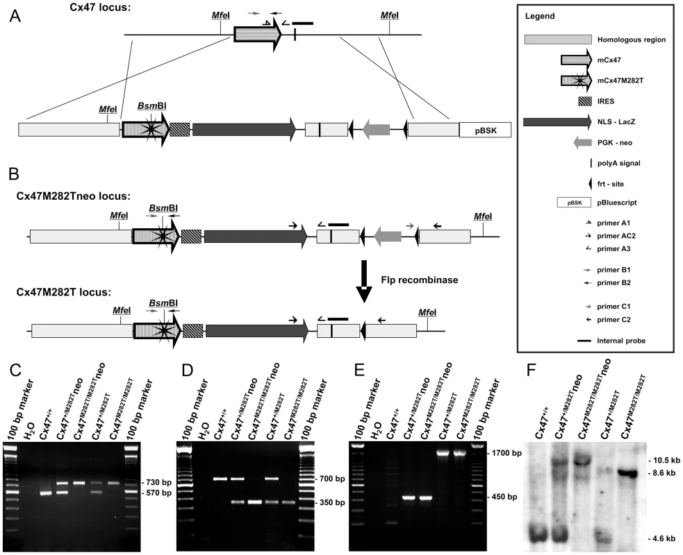 Generation of mCx47<i>M282T</i> mice with <i>LacZ</i> reporter gene.