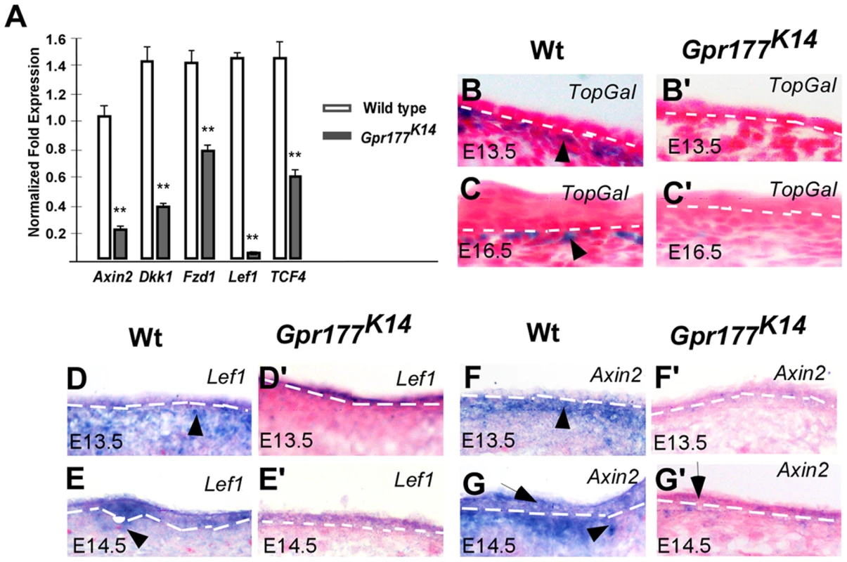 Deletion of Gpr177 in embryonic epidermis leads to ablation of Wnt/β-catenin signaling in dermis.