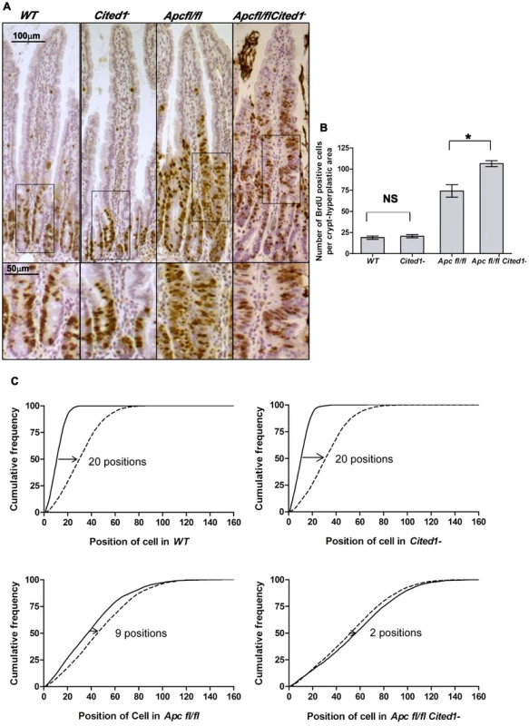<i>Cited1</i> deficiency increases enterocyte proliferation and decreased cell migration in <i>AhCre<sup>+</sup>Apc<sup>fl/fl</sup></i> mice.