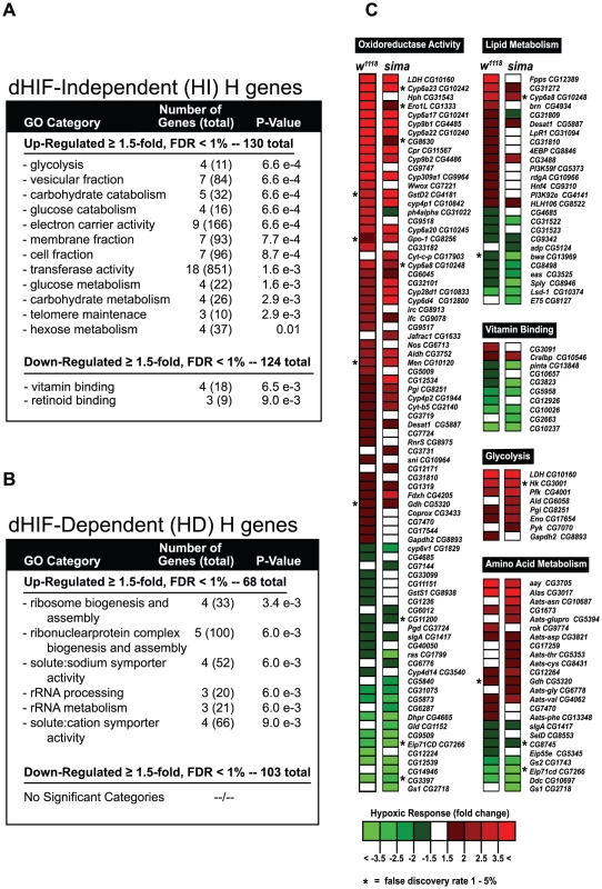 HIF-dependent and HIF-independent hypoxic response genes.