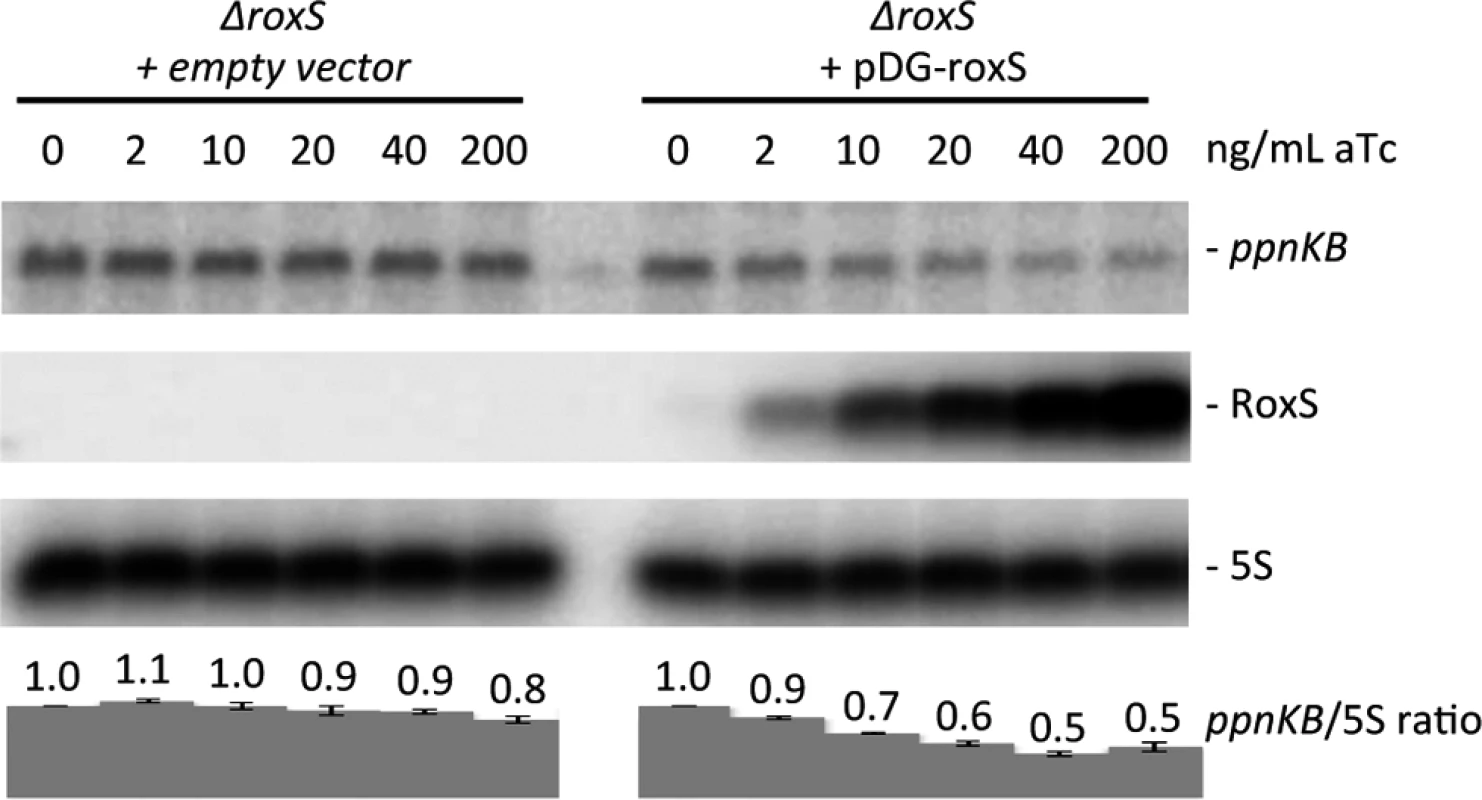Induction of RoxS leads to decreased <i>ppnKB</i> mRNA levels. Northern blot showing decreased <i>ppnKB</i> mRNA levels upon RoxS induction.