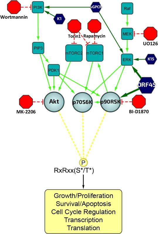 Diagram of the upstream signaling pathways that converge on activation of AGC kinases.
