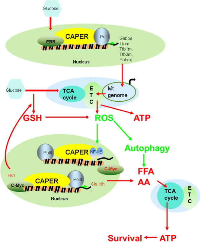A schematic model suggesting how CAPER functions.
