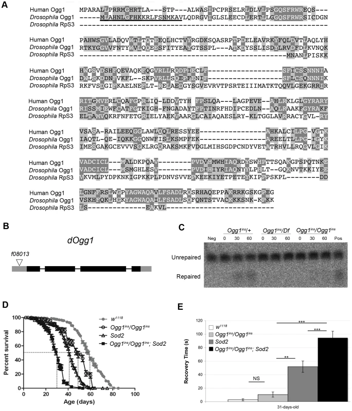 An <i>Ogg1</i> mutation diminishes Ogg1 activity and interacts genetically with <i>Sod2</i>.