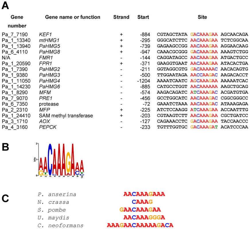 Conserved sequences found in the promoter region of HMG-box genes and mating-type target genes.