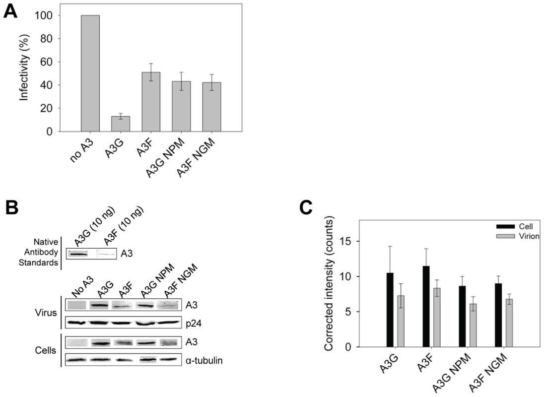 A3 enzyme processivity influences the HIV<i>Δvif</i> restriction efficiency.