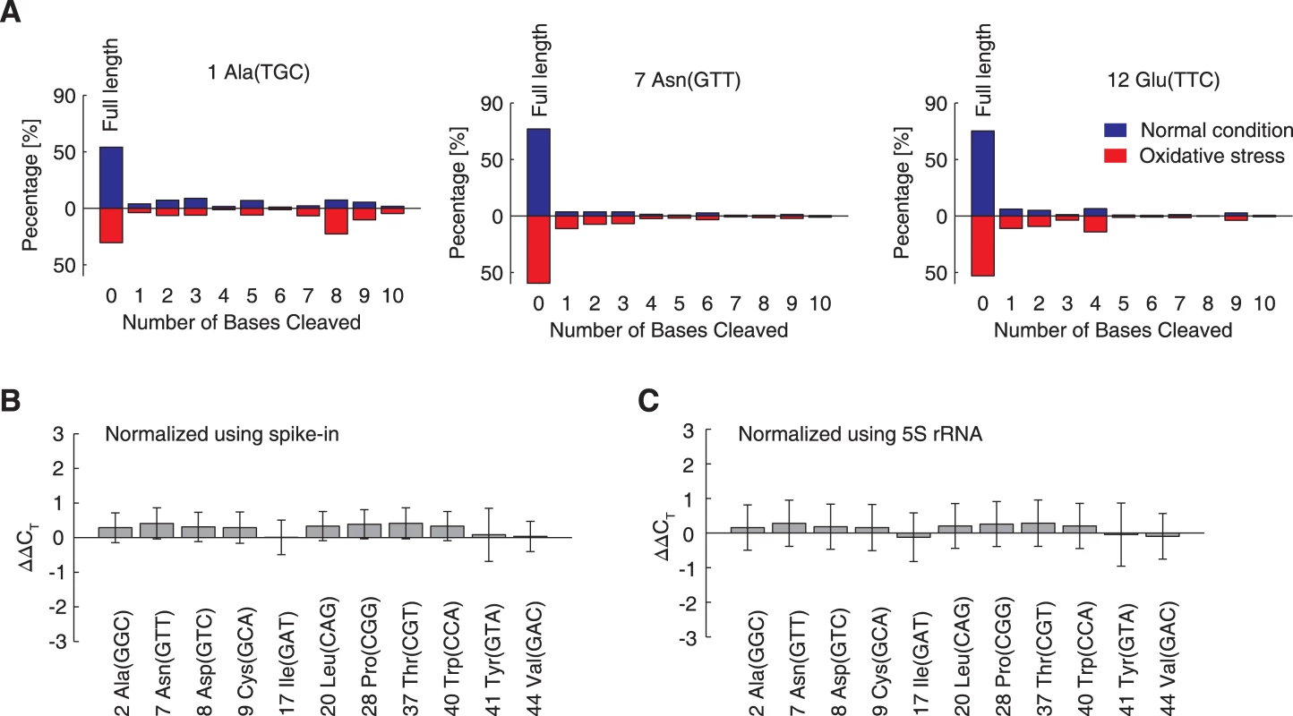 Under oxidative stress, tRNAs are degraded <i>in vivo</i>, but not in the cell-free <i>in vitro</i> translation system.