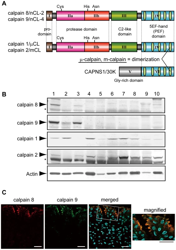 Calpains 8 and 9 showed the same tissue distribution and localization in the stomach.