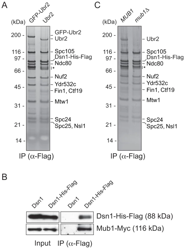 Dsn1 associates with an E3 ubiquitin ligase, Ubr2, via its adaptor, Mub1.