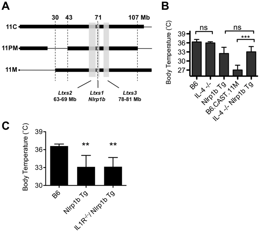 The role of IL-4 in the Nlrp1b-mediated response to LT.