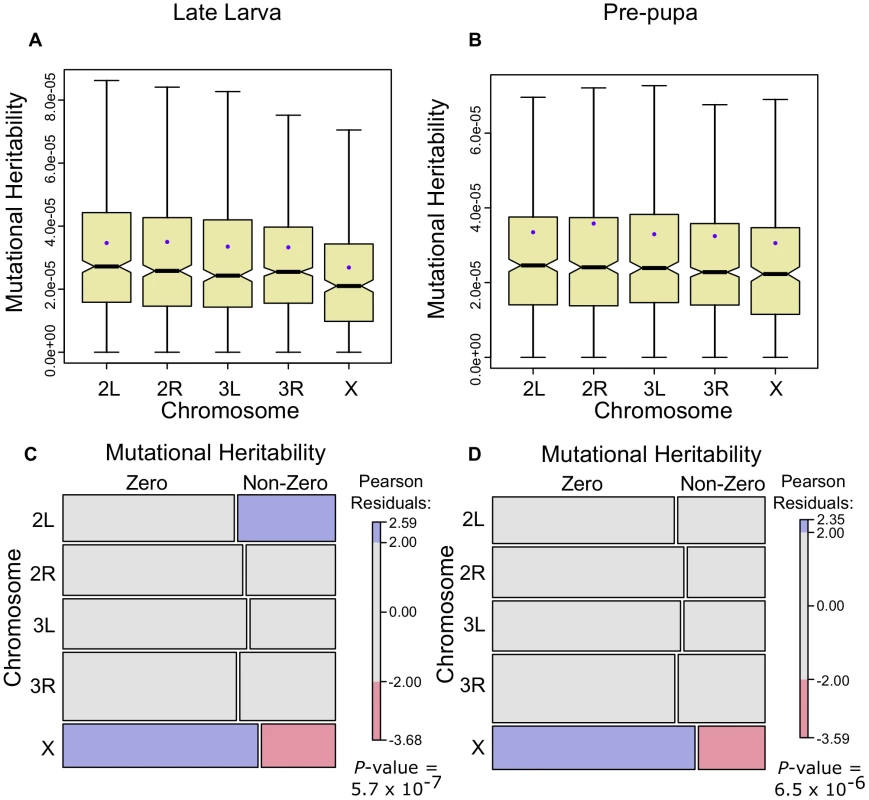Gene expression mutational heritabilities are lower for the <i>Drosophila</i> X chromosome.