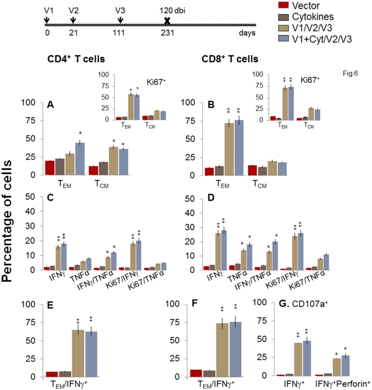 Two-component D/P vaccine/bi elicited T cells retain the antigen-specific functional profile at 120 days post bi.