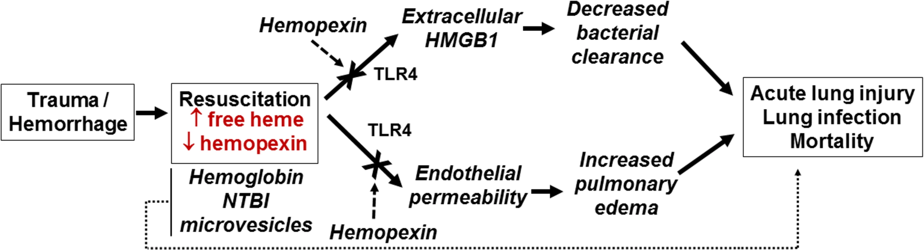 Proposed mechanisms for free-heme-dependent potentiation of lung infection after trauma hemorrhage.