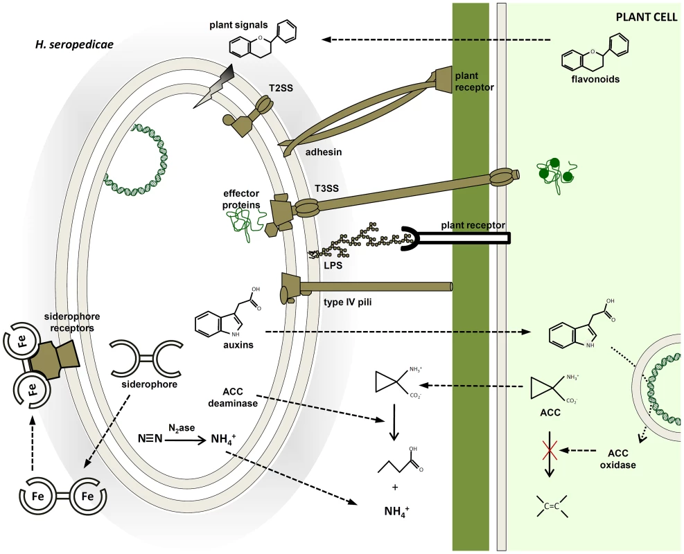 Molecular mechanisms probably involved in plant colonization and plant growth promotion identified in the <i>H. seropedicae</i> SmR1 genome.