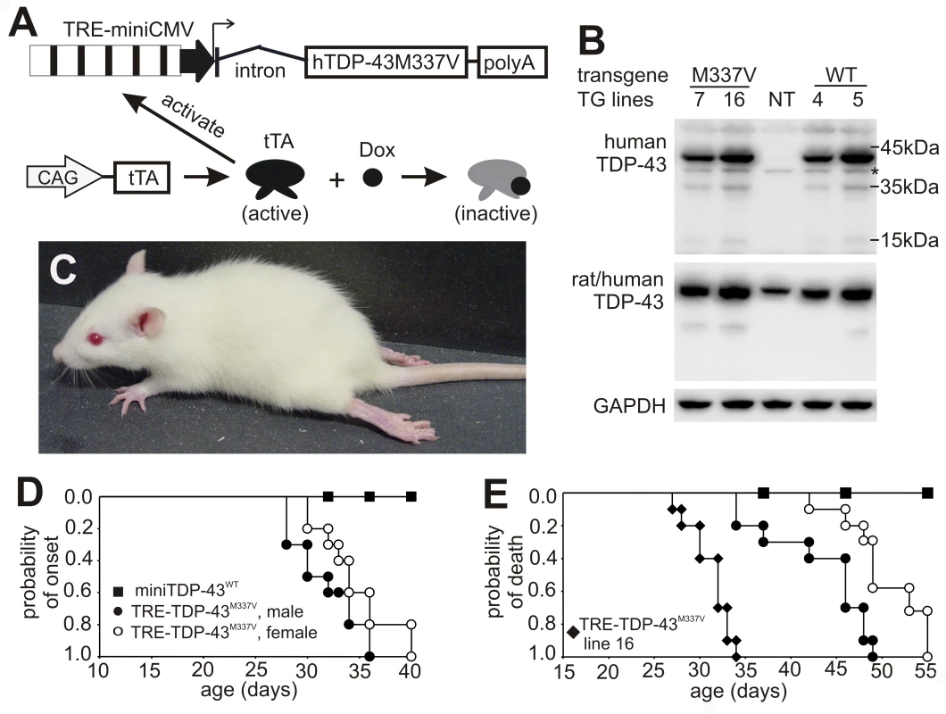 Progressive paralysis in transgenic rats conditionally expressing a mutant human <i>TDP</i> gene.