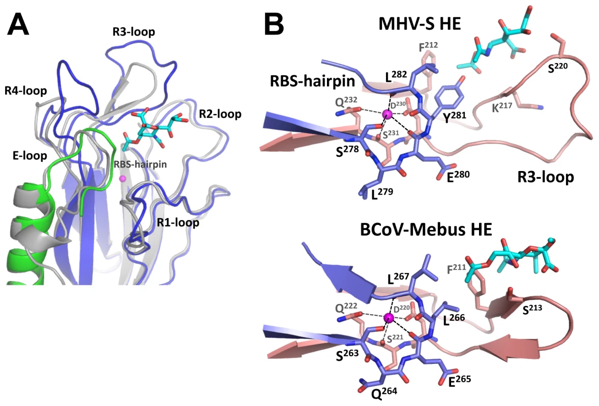 Comparison of the MHV-S and BCoV-Mebus HE receptor binding sites.
