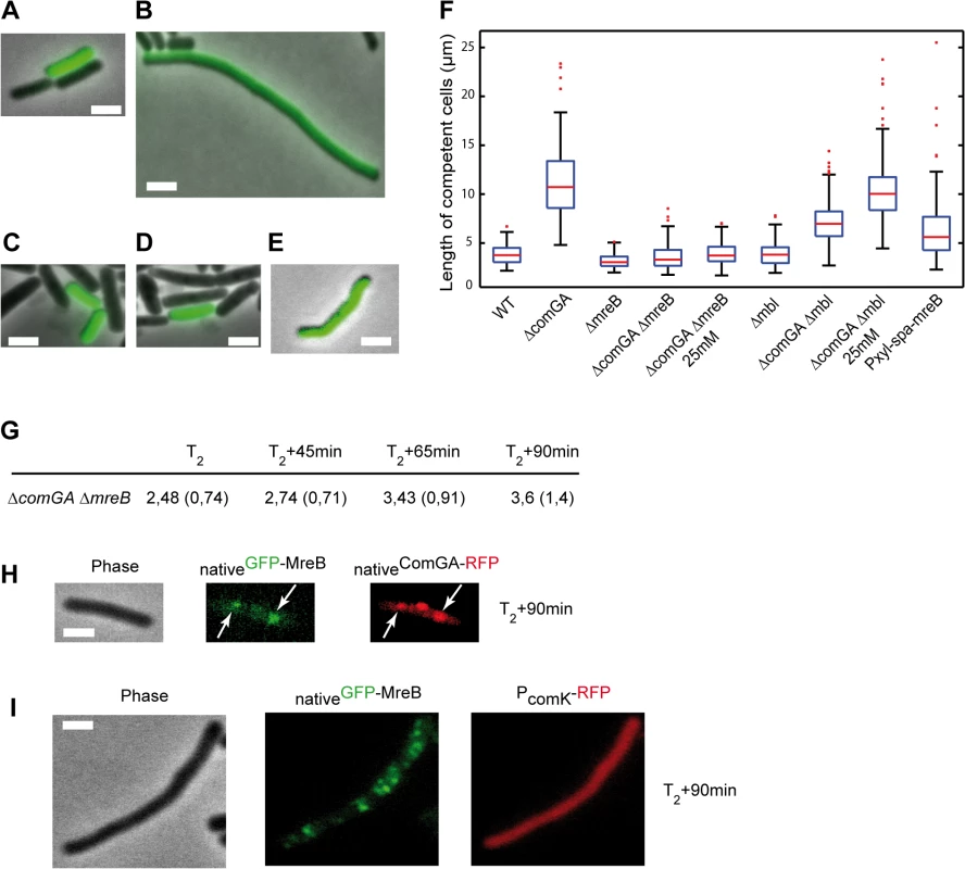 ComGA inhibits elongation during the escape from competence through MreB.