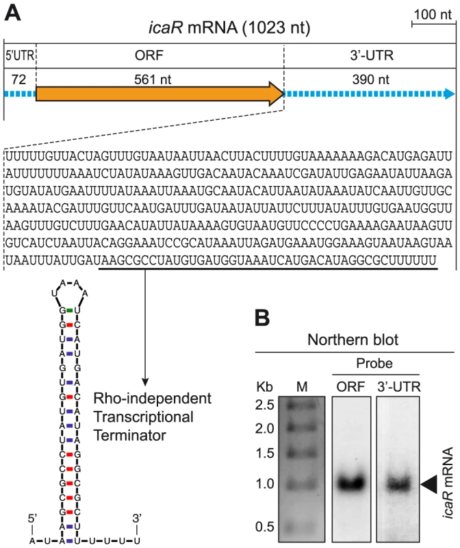 <i>icaR</i> mRNA contains a conserved long 3′-UTR.