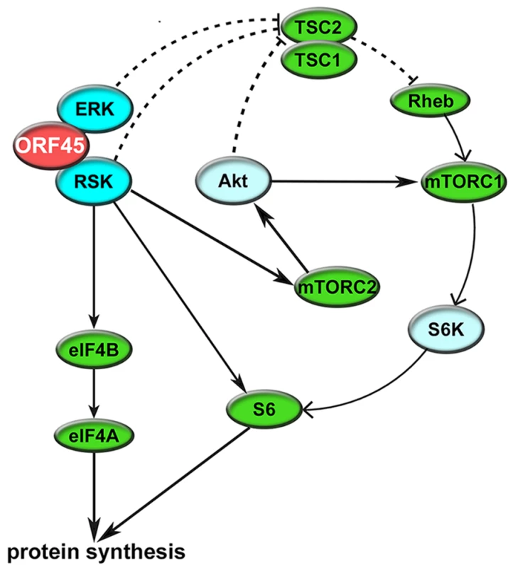 Summary of the mechanisms by which KSHV ORF45 manipulates ERK/RSK signaling to regulate translation.