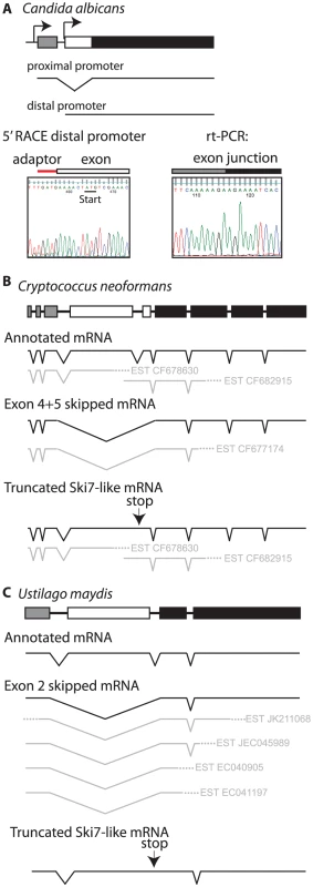 Some fungi use alternate methods to generate distinct <i>SKI7</i> and <i>HBS1</i> mRNAs from a single gene.