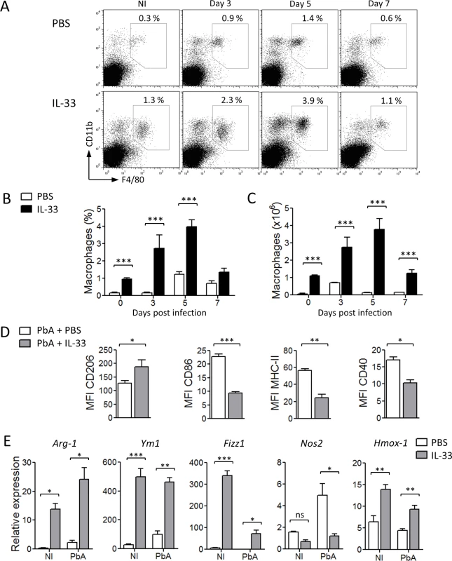 IL-33 polarizes M2 macrophages in PbA-infected mice.