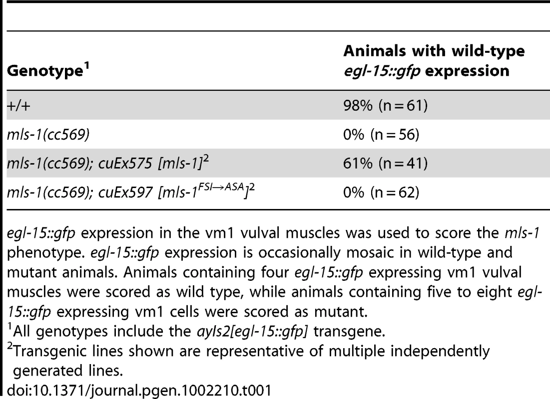 Percentage of <i>mls-1(cc569)</i> animals rescued with <i>mls-1</i> and <i>mls-1<sup>FSI→ASA</sup></i> transgenes.