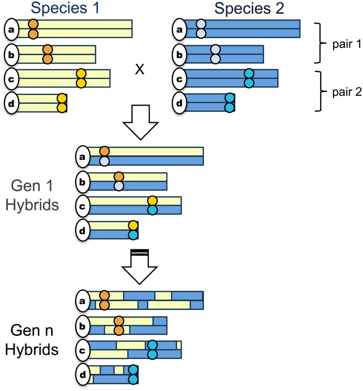 Schematic of the simplest “hybrid speciation by genetic incompatibility” scenario.