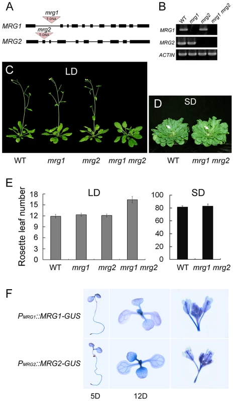 MRG1 and MRG2 act redundantly in flowering time control of <i>Arabidopsis</i> in the photoperiodic flowering pathway.