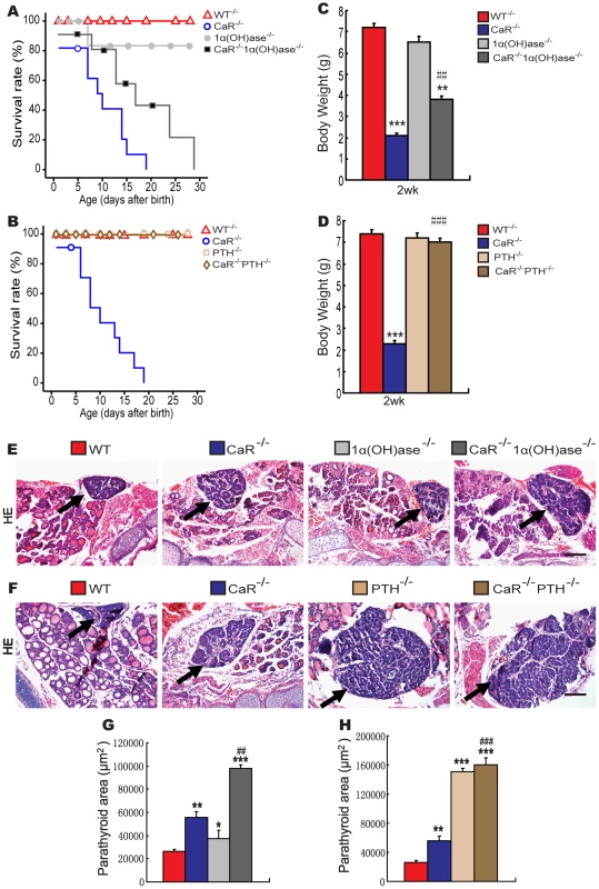 Effects of deletion of 1α(OH)ase or PTH on lifespan, body weight, and parathyroid gland size in CaR–deficient mice.