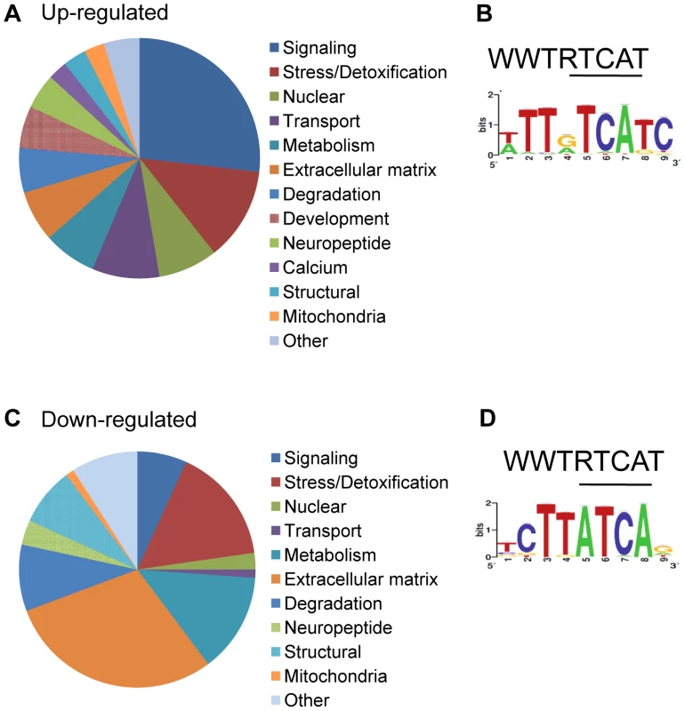Functional analysis of genes significantly different in <i>wdr-23</i> mutants.