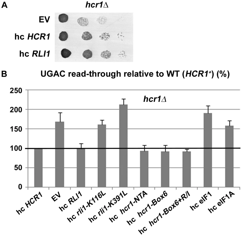 Increased gene dosage of ABCE/RLI1 suppresses the slow growth and read-through defects of <i>hcr1Δ</i>.