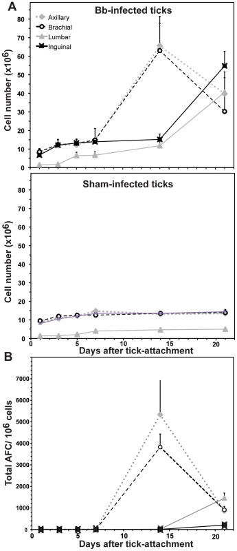 Tick-borne infection with <i>B. burgdorferi</i> causes systemic lymphadenopathy in mice.