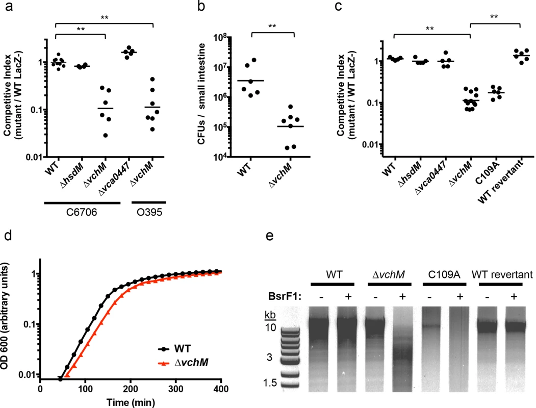VchM methyltransferase activity promotes <i>V</i>. <i>cholerae</i> growth and pathogenicity.