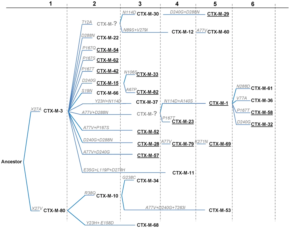 Phylogenetic reconstruction of CTX-M-1 cluster enzymes.