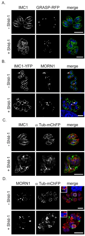 Absence of IMC biogenesis does not interfere with formation of sub-pellicular microtubules.