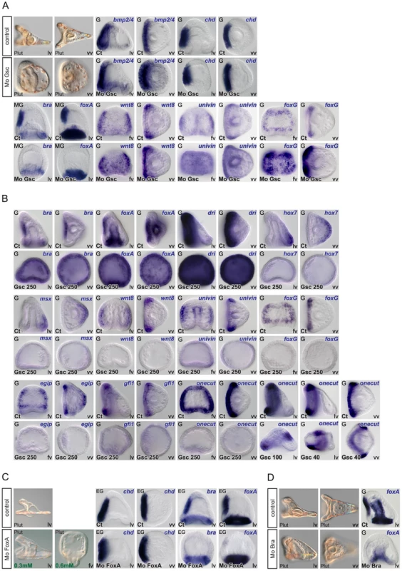 Epistasis analysis of ventral genes: goosecoid as a key regulator of <i>brachyury</i> and <i>foxA</i> expression and a repressor of ciliary band genes.