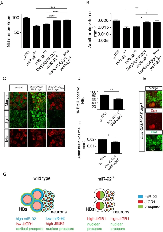 <i>Jigr1</i> upregulation is responsible for premature neuroblast differentiation in <i>miR-92</i><sup><i>–/–</i></sup> flies.