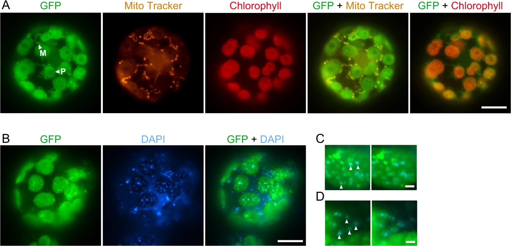 Subcellular localization of the RECG-GFP protein in <i>P</i>. <i>patens</i> protoplast cells.