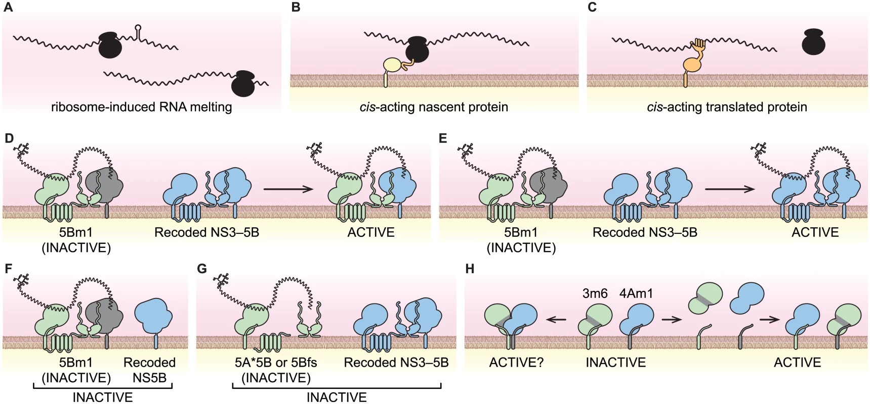 Models of viral <i>cis</i>-activities and HCV replicase structure and function.